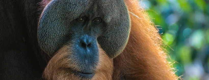 Orangutan Veterinary Aid (OVAID) UK