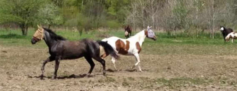 Nola's Angels & Horse Rescue