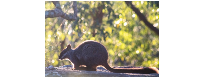 Friends of the Brush-Tailed Rock-Wallaby Inc.