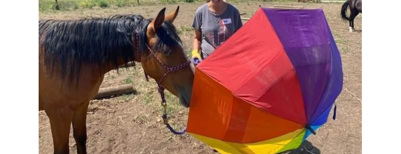 Next Step Horse Rescue Colorado