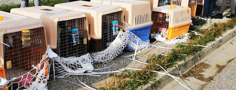Greyhound Pets of Newfoundland