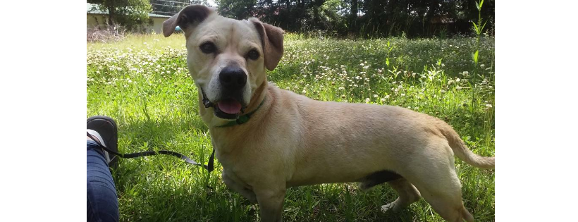 Lovable Paws Rescue and Sanctuary
