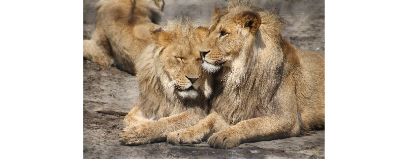 LionAid Ltd
