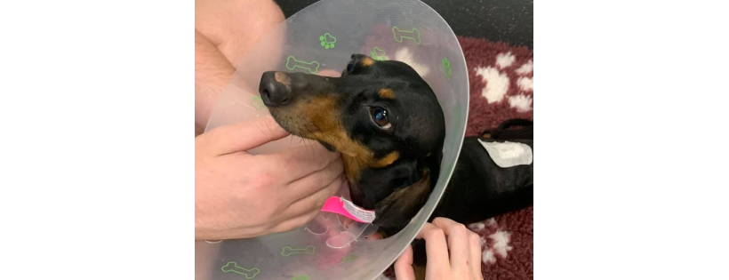 Dachshund IVDD Support Australia
