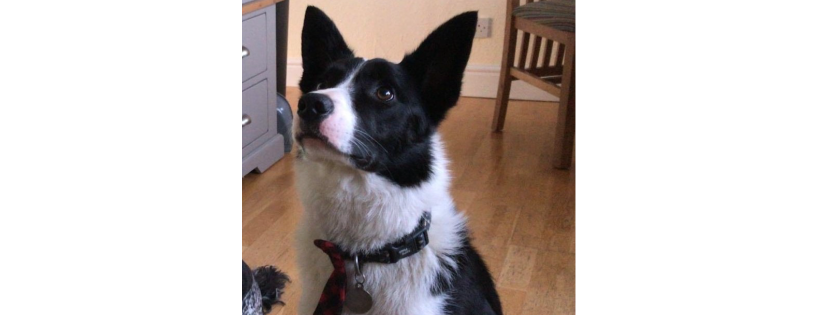Animal Rescue Cymru