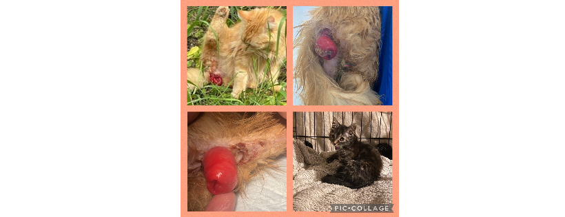 catsrescue.co.uk