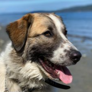 Island Pacific Dog and Cat Rescue Society Logo