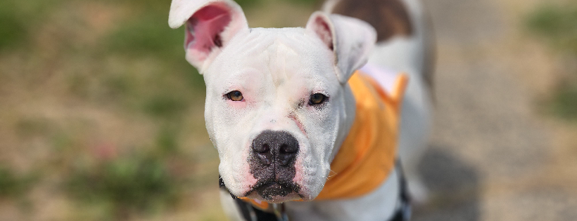 BRIXIES RESCUE INC