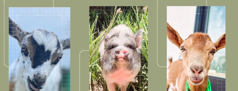 Sunny Rose Animal Sanctuary
