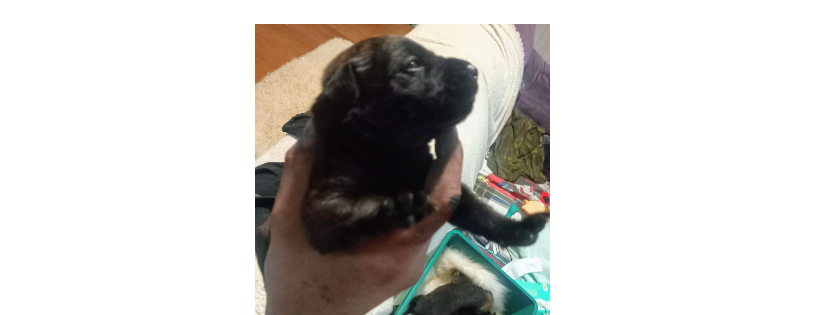 Bilbo's Dogpaws rescue