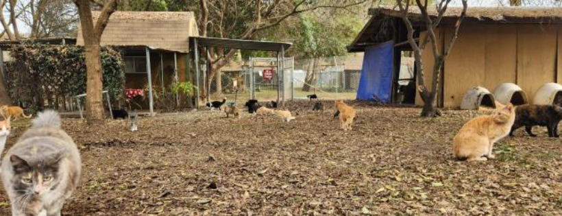 The Cat House on the Kings