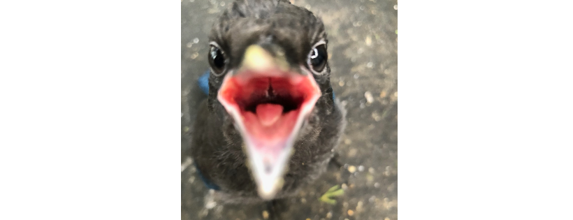 Elizabeth's Wildlife Centre