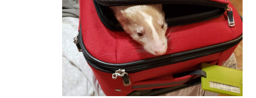 Florida Skunk Rescue