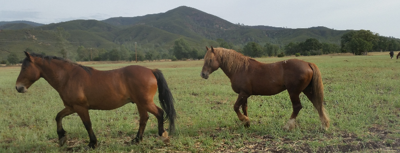 The Mustang Project, Inc