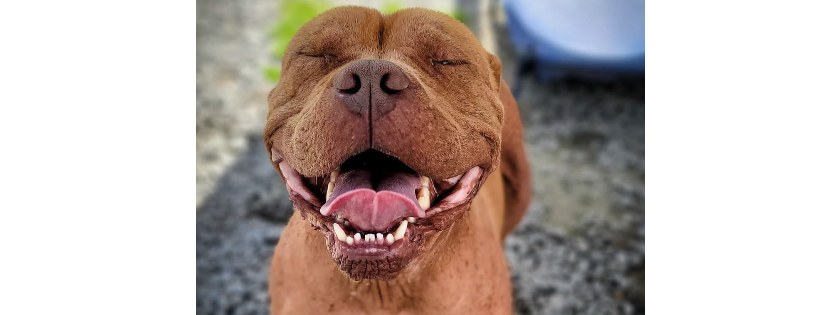 Colonial Capital Humane Society