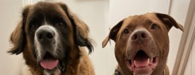Saving Saints Rescue UK