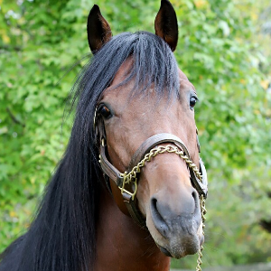 New Paths Horse Sanctuary, Inc. Logo