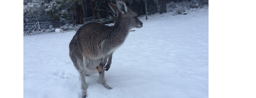 Badgerys Creek Wildlife Sanctuary Inc