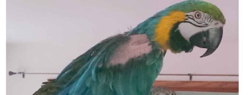 Feathered Friends Sanctuary & Rescue