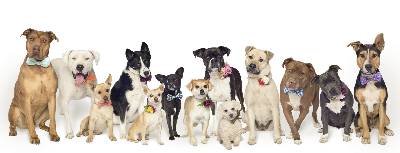 Lucky's Crew Animal Rescue