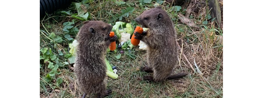 Mutt Farm Wildlife Rehabilitation