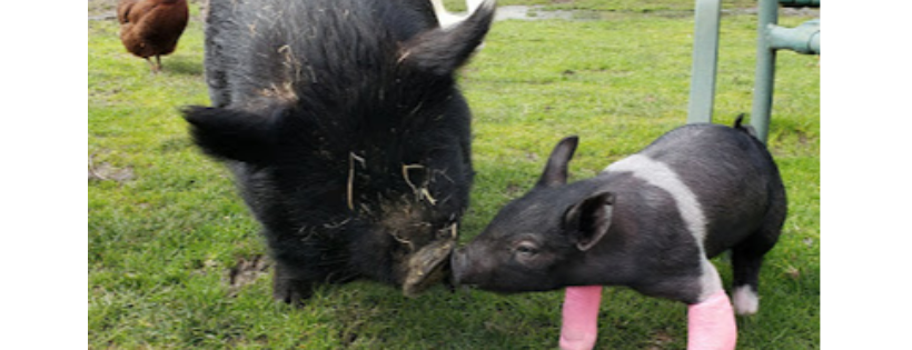 Welcome Home Animal Sanctuary