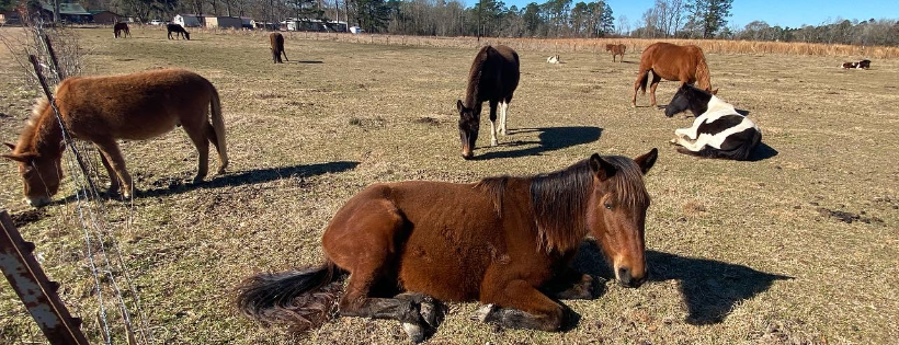Greeno Equine Sanctuary