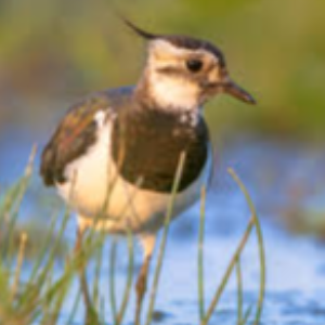 Biddulph wild bird & wildlife rescue