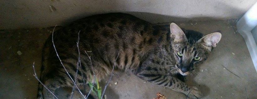 Savannah Cat Rescue