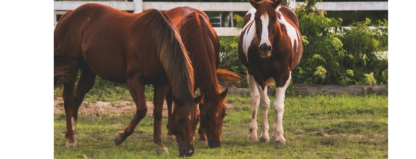 WarHorses For Heroes