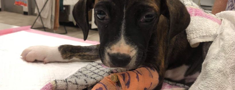 Townsville foster and rehoming animals