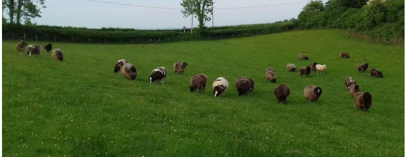 The Woolly Patchwork Sheep Sanctuary