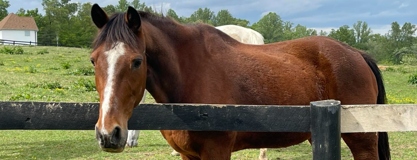 Central Virginia Horse Rescue