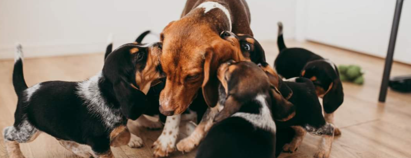 405 Animal Rescue