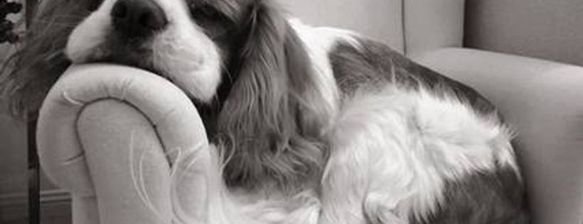 Cavalier King Charles Spaniel Rescue Qld Inc
