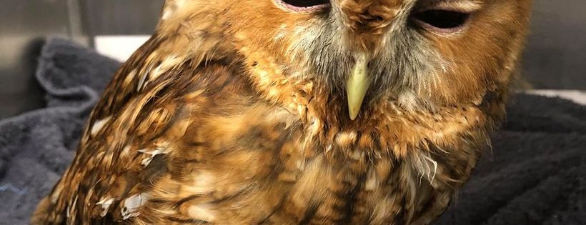 Suffolk Owl Sanctuary