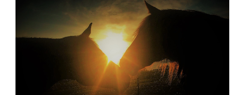 Angel Reins Stable