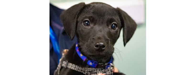 RSPCA - LEICESTERSHIRE, Peterborough and Rutland (WOODSIDE ANIMAL CENTRE)