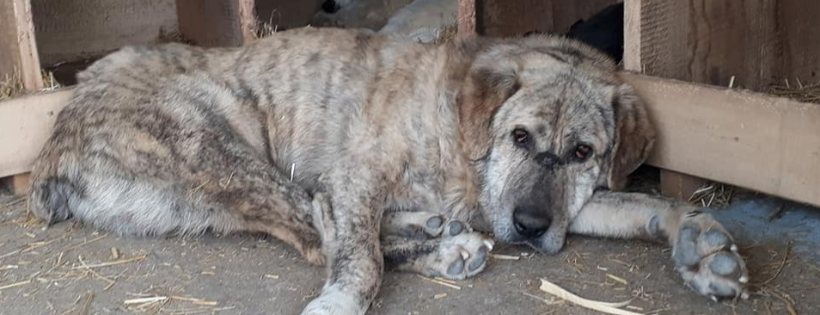 Lotus Stray Rescue