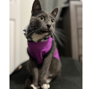 Whiskers love inc