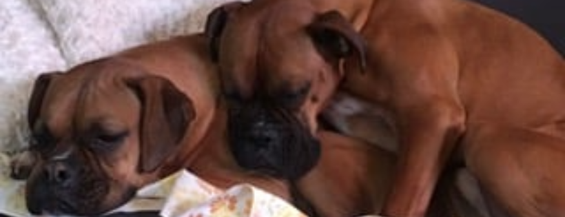 Austin Boxer Rescue