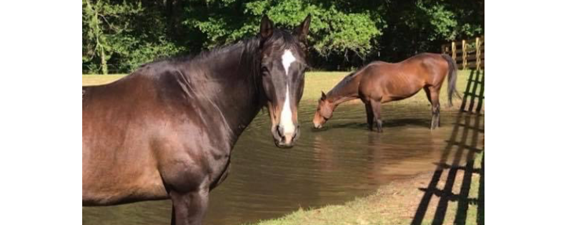 Equine Advocacy of Louisiana