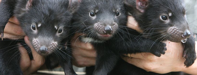 Aussie Ark