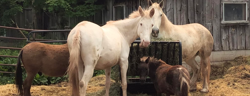 Rosemary Farm Sanctuary