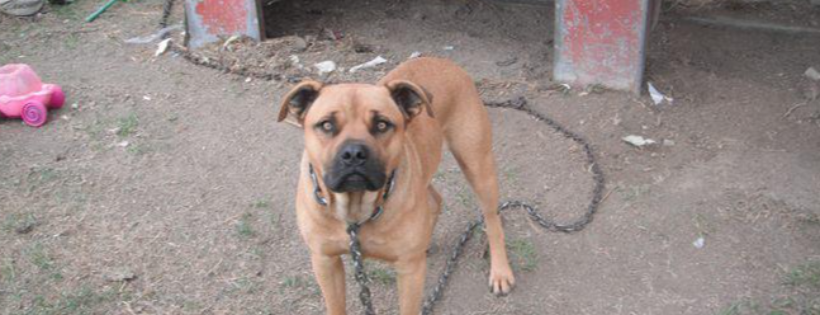 Chained Dog Awareness NZ