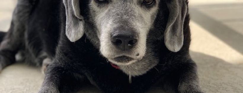 Touch of Grey rescue