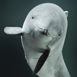 Porpoise.org Porpoise Conservation Society