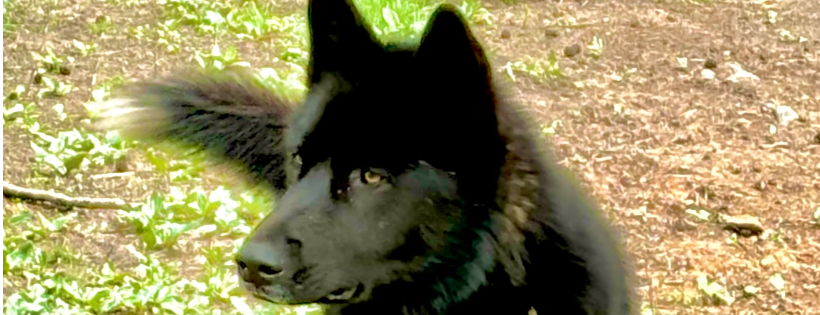 Refuge Ridge Wolfdog Sanctuary