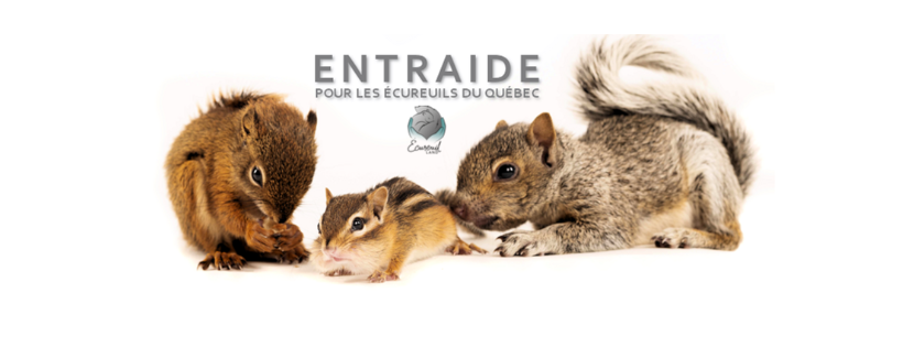 Entraide pour les écureuils du Québec - Écureuil Land