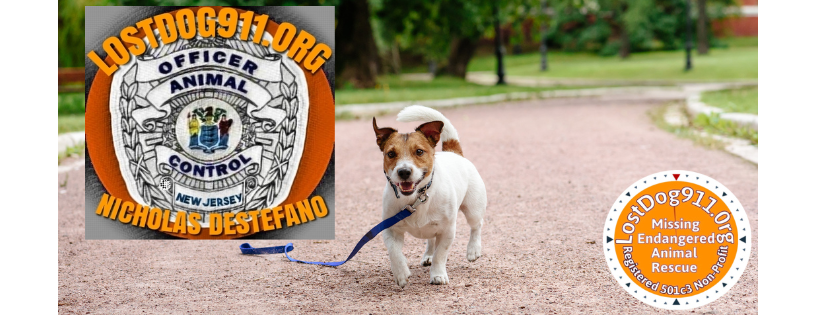 LOST DOG 911